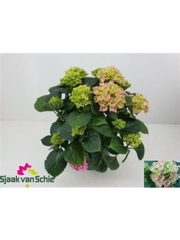 HYDR M HI 7-10+ RIVER PINK