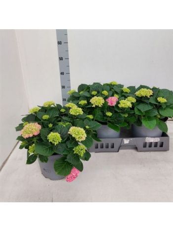 HYDR M 10+ EARLY ROSA