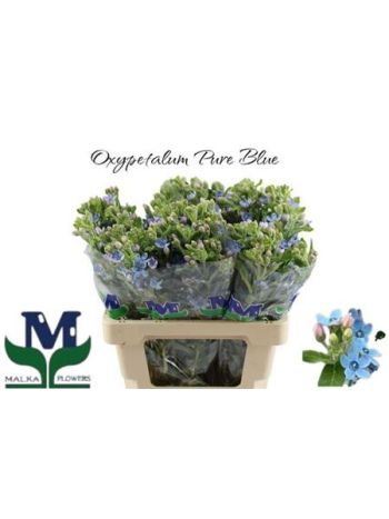 OXYPETAL TAN PUR BLU