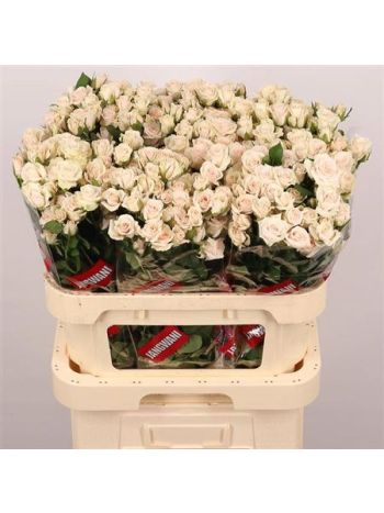 R TR ROYAL PORCELINA 80CM