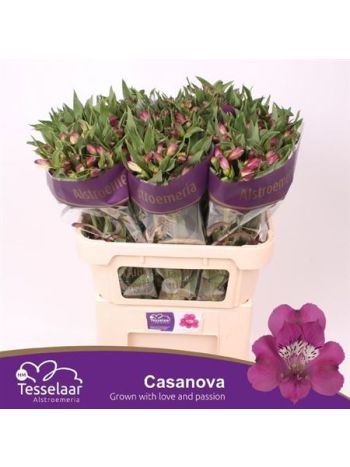 ALSTR CASANOVA