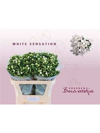 BOU EN WHI SENSATION