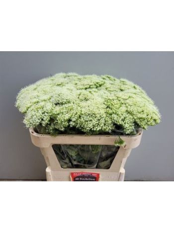 TRACH WH LAKE MICHIG