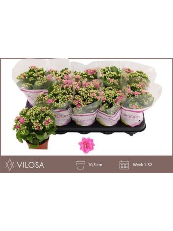 KAL ROSALIE DON NANDO