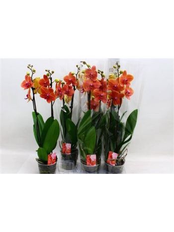 PHAL 2 ÁG APPLE PIE