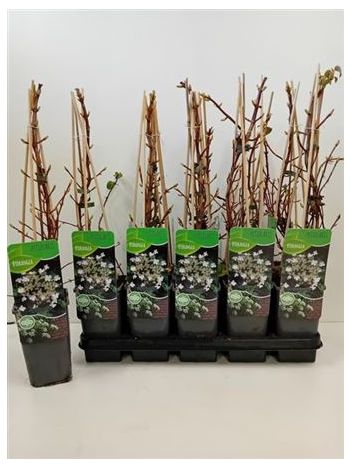 HYDR PETIOLARIS FUTÓ HORTENZIA AKCIO
