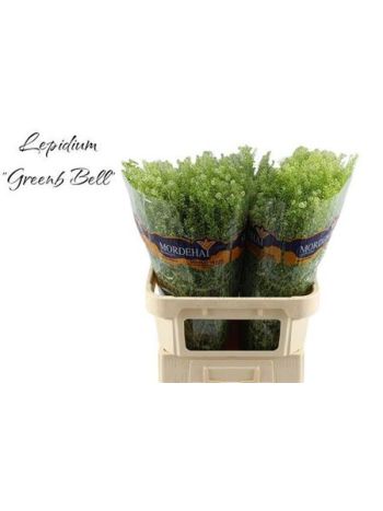 LEPIDIUM GREEN BELL