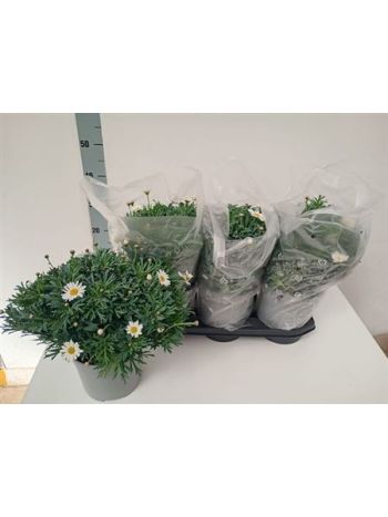 MARGARÉTA BOKOR FEHÉR