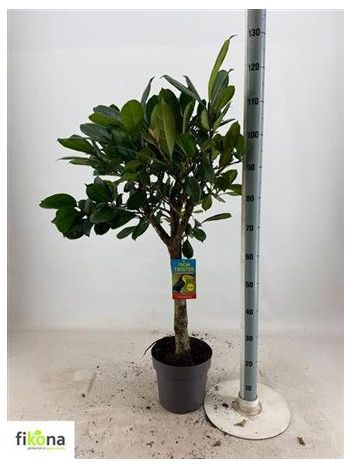 FICUS CYATHISTIPULA TÖRZSES AKCIO AKCIO