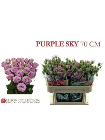 R TR PURPLE SKY 70CM
