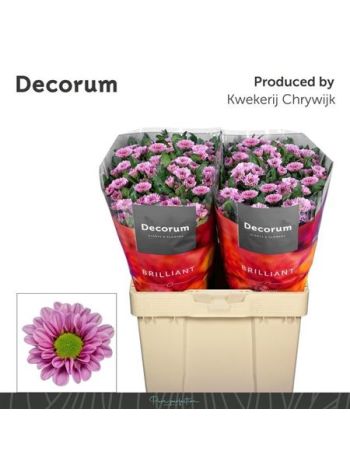 CHR SAN FABIANI PINK