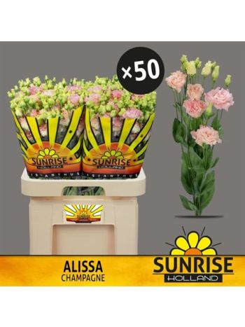 EUS G ALISSA CHAMPAG