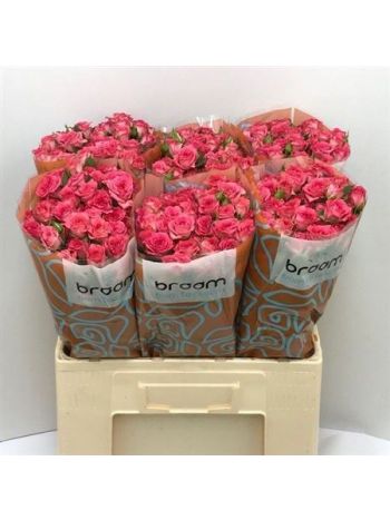 R TR SWEET JULIA 60CM