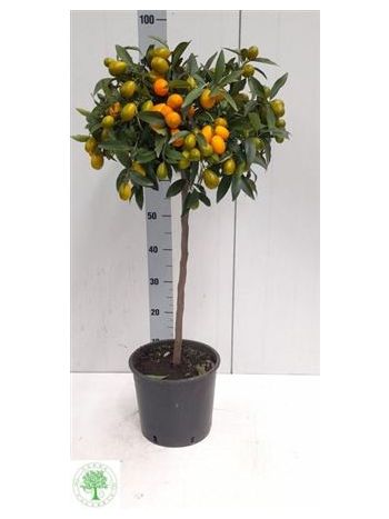 CITR KUMQUAT TÖRZSES