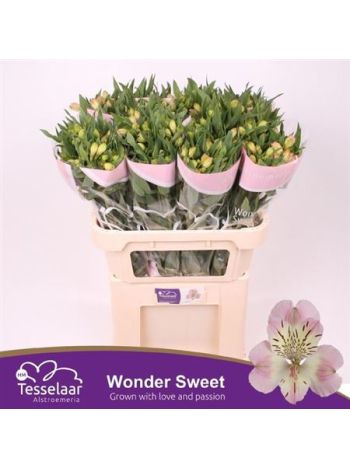 ALSTR WONDER SWEET