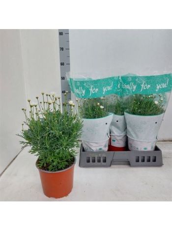 MARGAR&Eacute;TA BOKOR FEH&Eacute;R