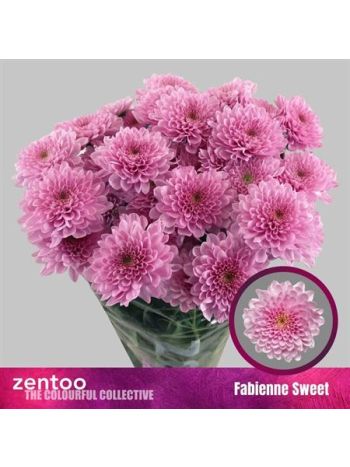 CHR T FABIENNE SWEET