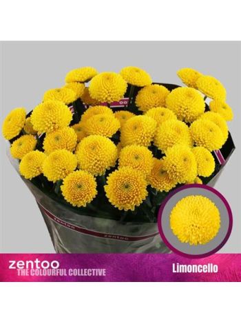 CHR T  S. LIMONCELLO