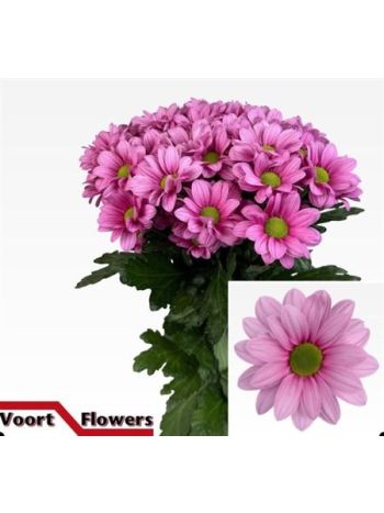 CHR T  SZ!! BALLERINAS