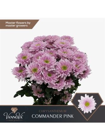 CHR T COMMANDER PINK