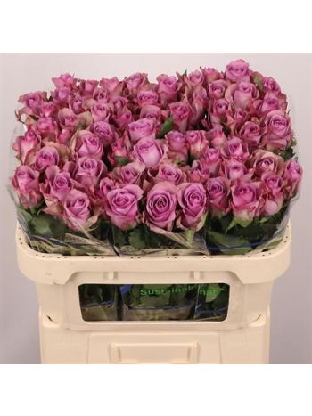 R GR NIGHTINGALE! 70CM