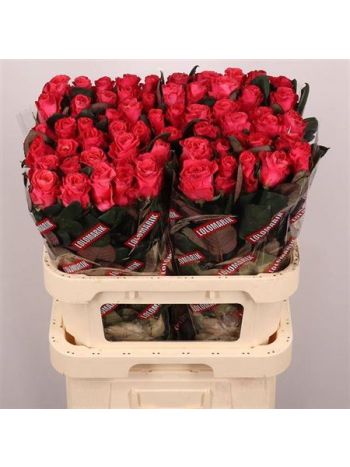 R GR PINK TACAZZI+ 80CM