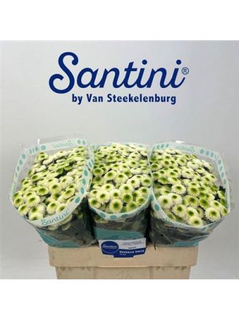 CHR SAN MAVERICK WHITE