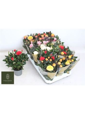 RO KORDAN GRANDE GEM *15