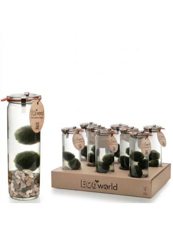 VÍZINÖVÉNY ÜVEGBEN