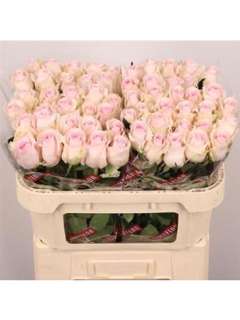 R GR REVIVAL SWEET 70CM