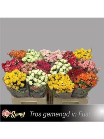 R TR GEM IN FUST 60CM