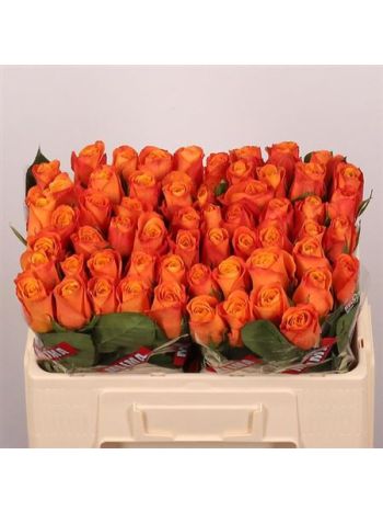 R GR5  SZ!! CONFIDENTIAL