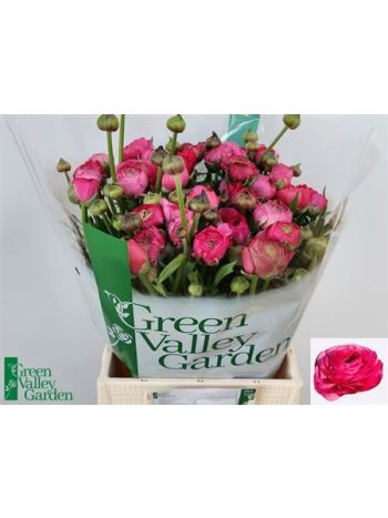 RAN AAZUR DEEP ROSE