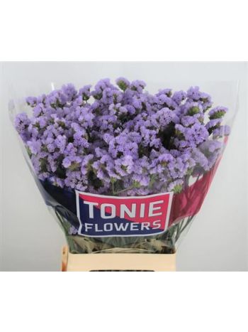 LIM S LUNA BLUE 70CM