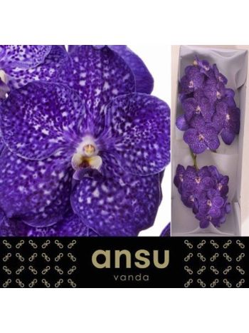 VANDA NI TWEED BLUE