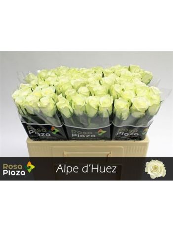 R GR5  F. ALPE DHUEZ