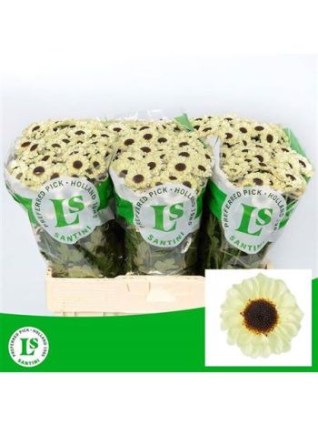 CHR SAN PATRESE CREAM