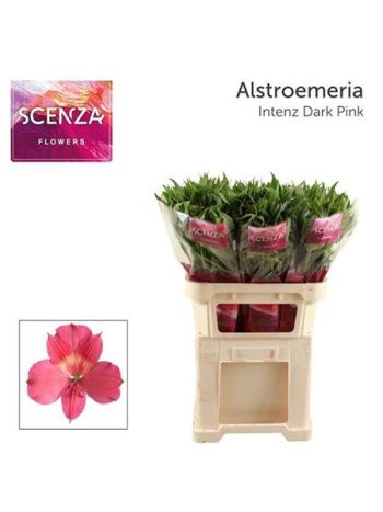 ALSTR INTENZ DA PINK