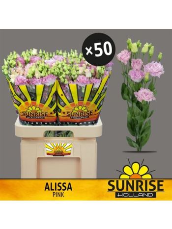 EUS G ALISSA PINK