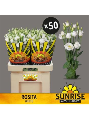 EUS G  ROSI WHITE