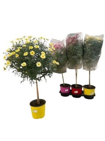 MARGAR&Eacute;TA FA SZ&Iacute;NES