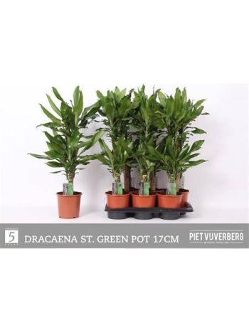 DRA FRAG STEUDNERI 2 TÖRZSES