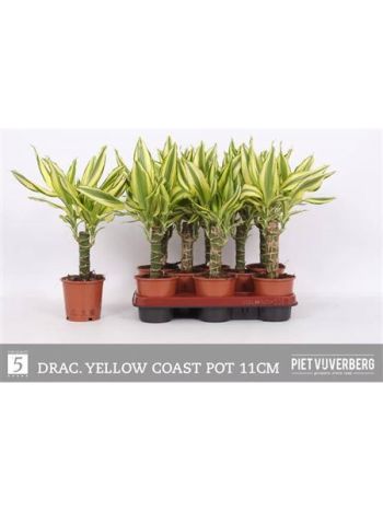 DRA FRAG YELLOW COST