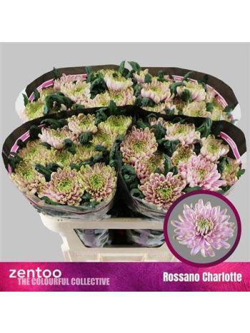 CHR G ROSS CHARLOTTE