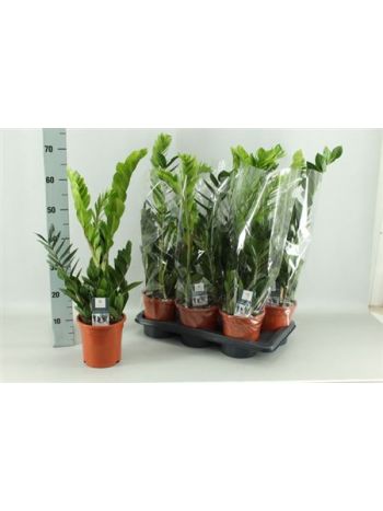 ZAMIOCULCAS ZAMIIFOL
