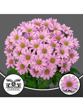 CHR T  SZ!! BALLER PINK