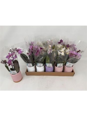 PHAL MINI 2 ÁG KASPÓS