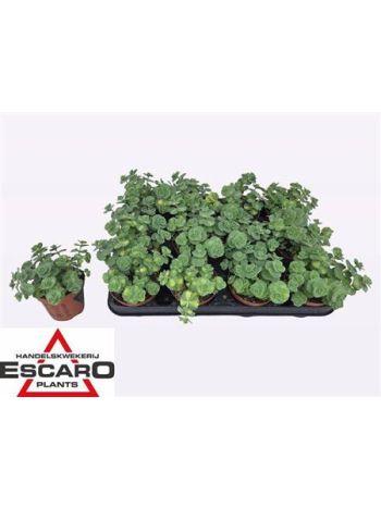 SEDUM SI MEDIOVARIEG