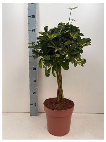 SCHEF AR GOLD CAPELL TÖRZSES