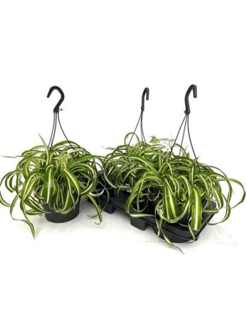 CHLOR COM BONNIE AKASZTÓS